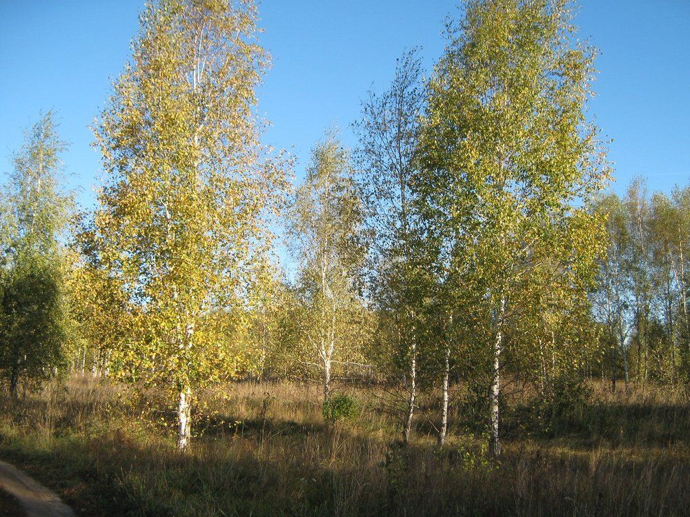 Две сестрички. Нижегородская область.