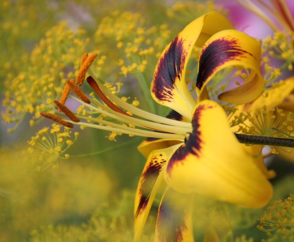 Photograph by Евгения Малафеева