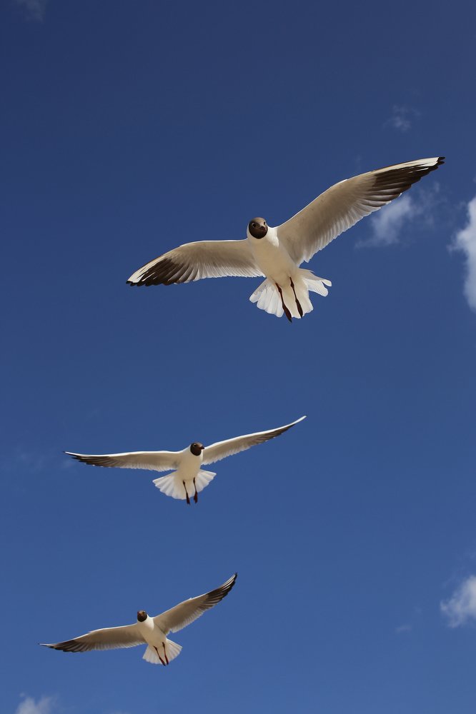 Photograph by Михаил Штепо