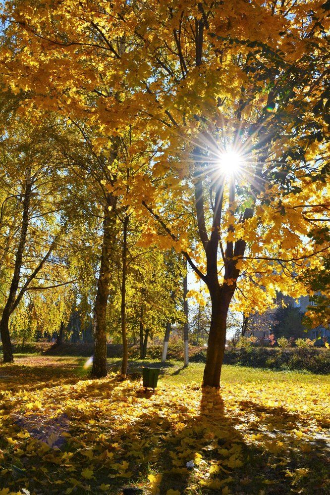 Осеннее утро