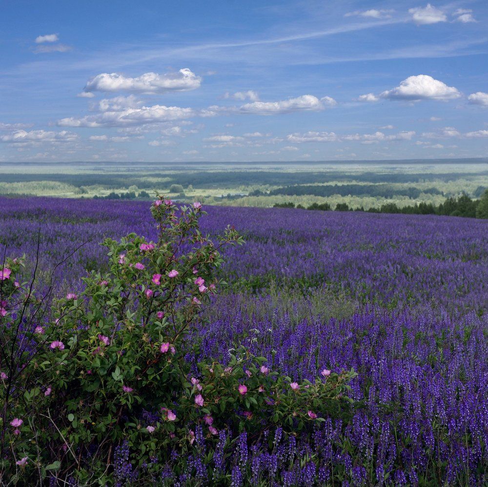 Сиреневые дали.
