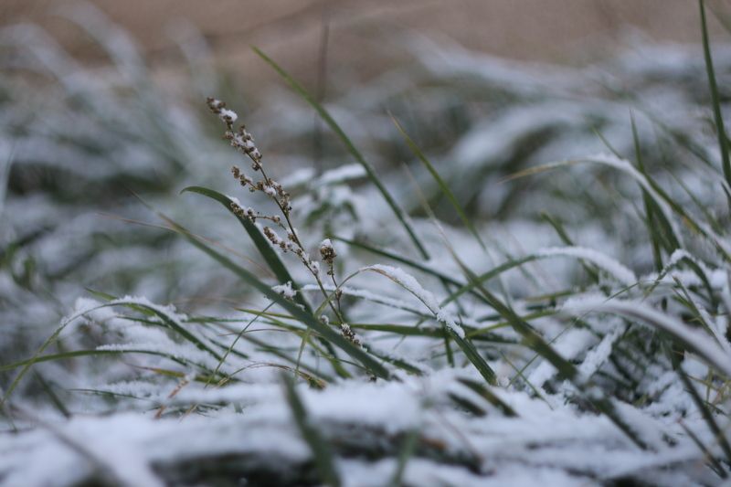 Евгения, Russia