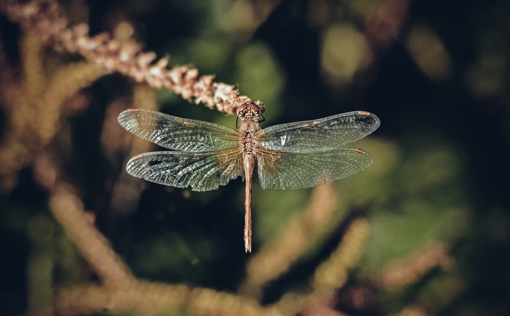 Бывалая стрекоза