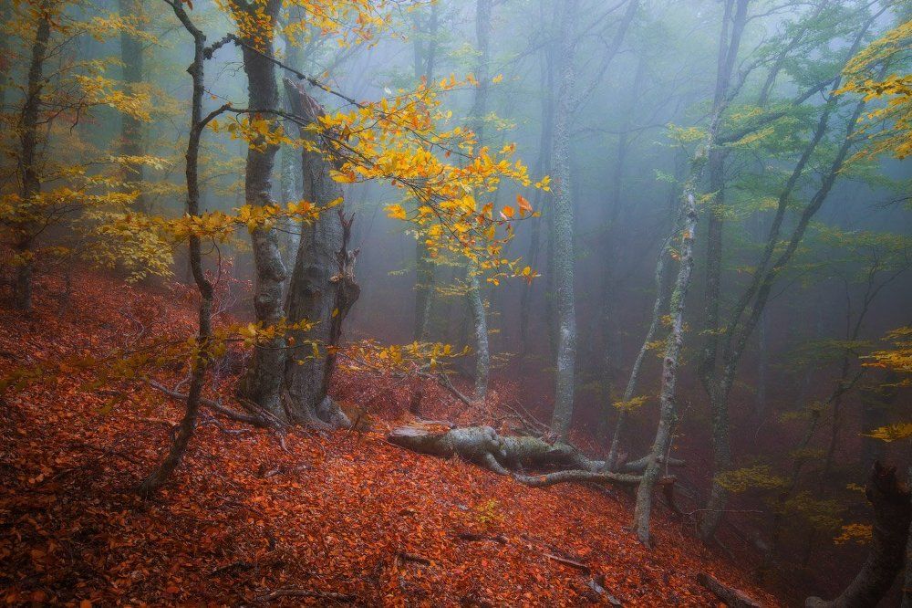 Осенний лес Демерджи