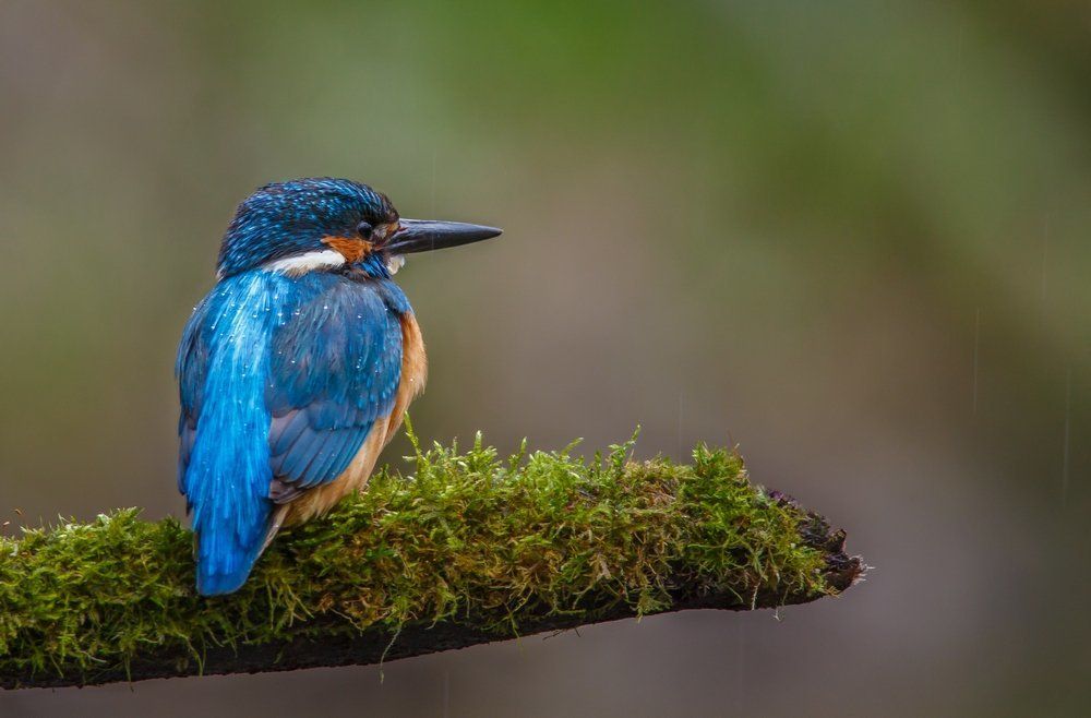 Зимородок. Портрет под дождем.