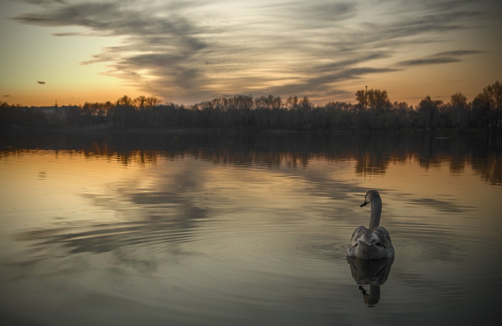 Про лебедя,который любит закат.