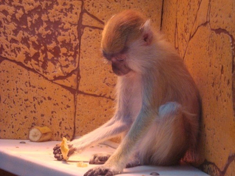 Ех,а вранці був цілий банан!