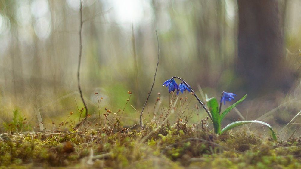 Первый дачный