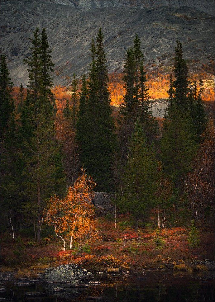 Акварель осенних Хибин.