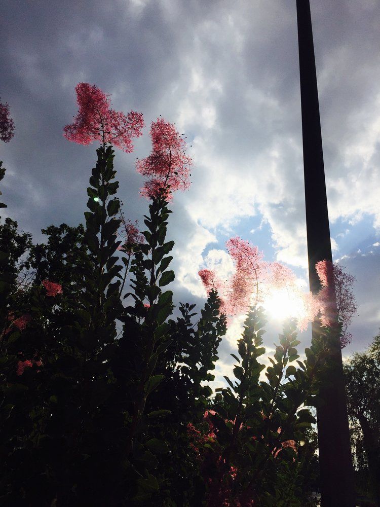 Божественная филигрань