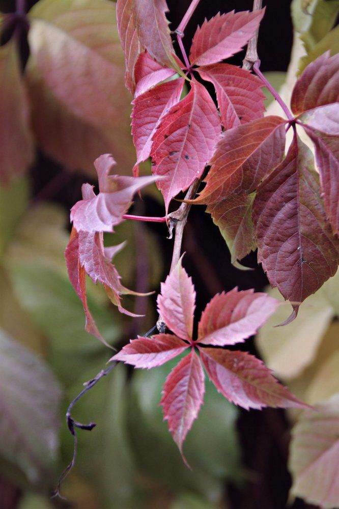 Дикий виноград