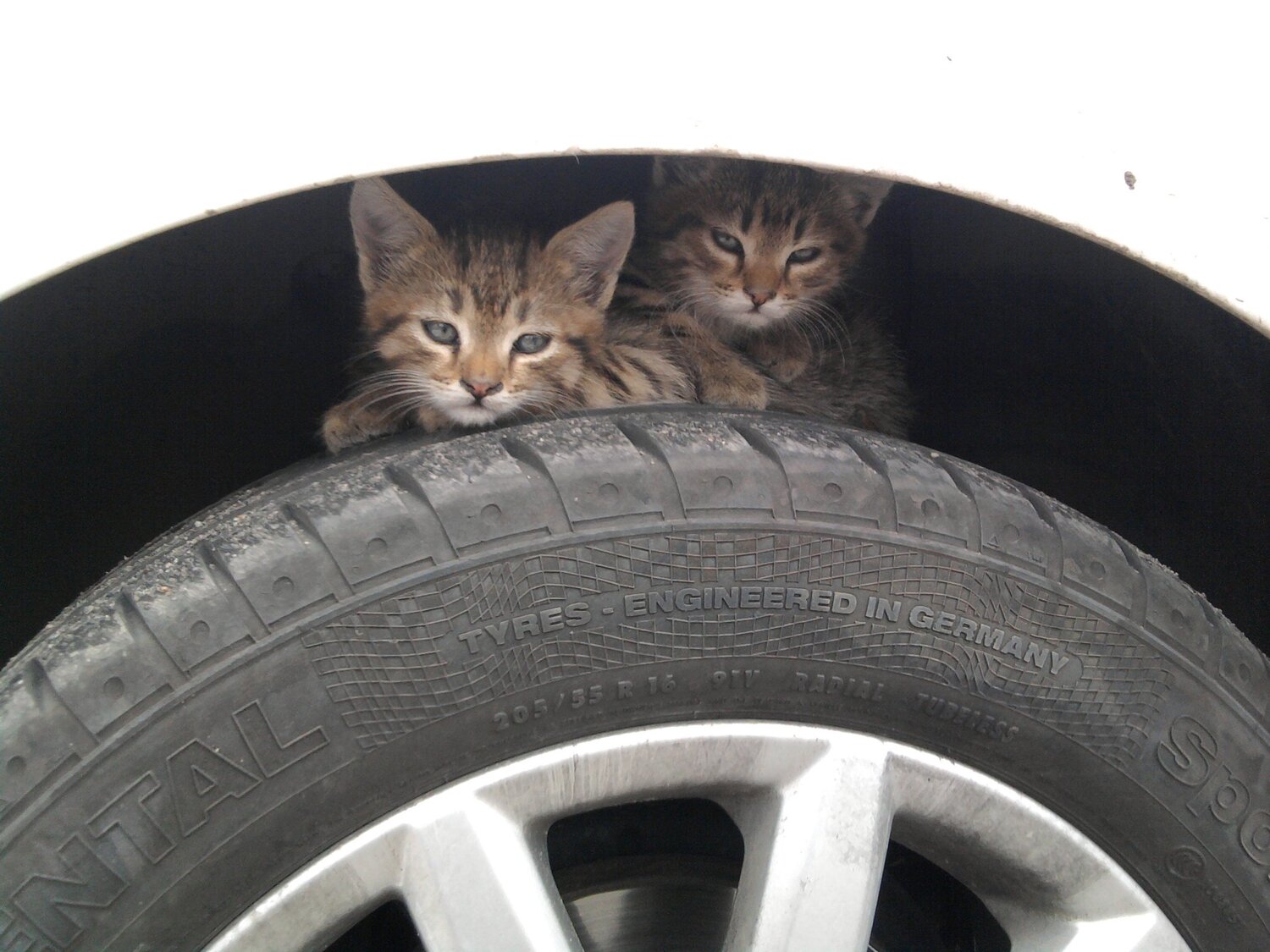 Photo #1013443