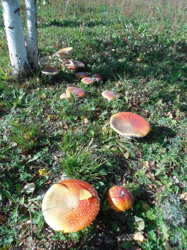 Bogomazova Marina, Russia