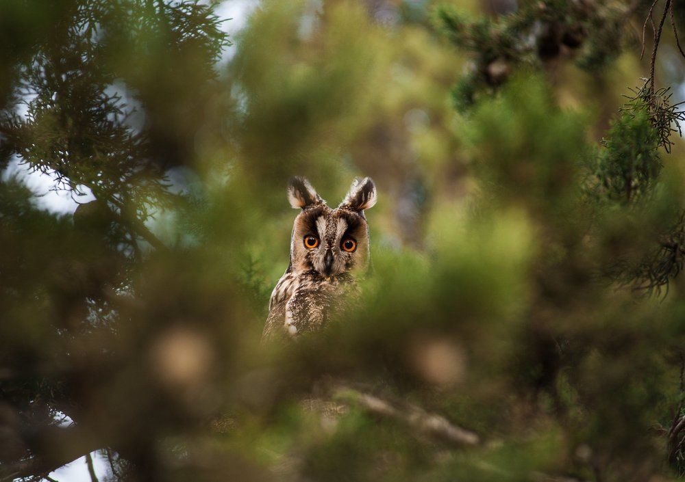 Глаза и уши леса.