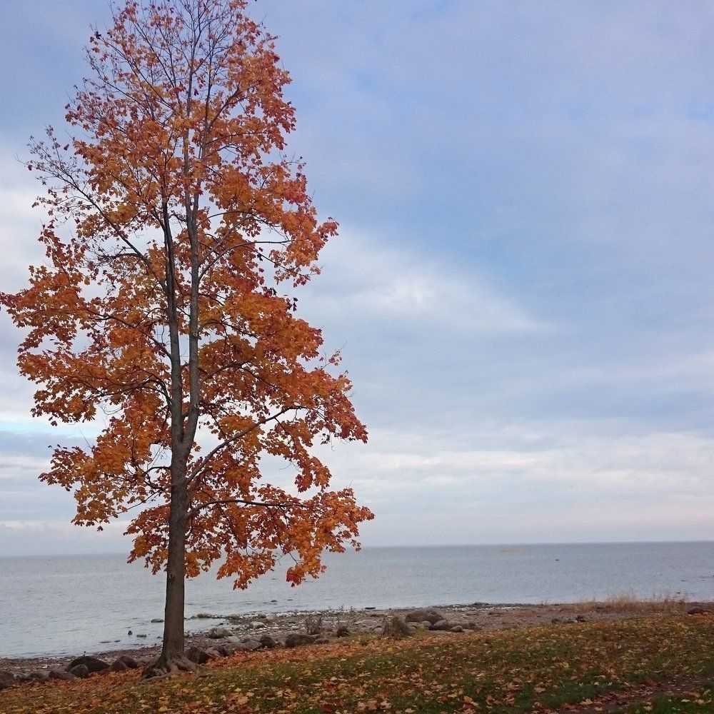 Осеннее мгновенье