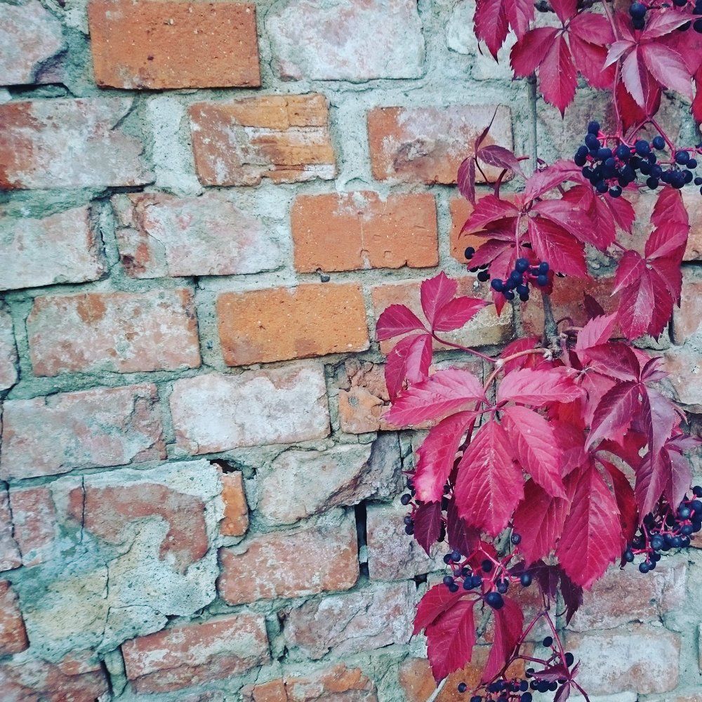 Жизнь за стеной