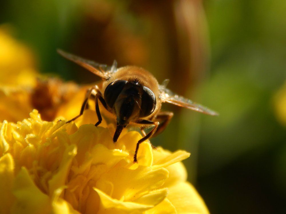 Пчела на цветке