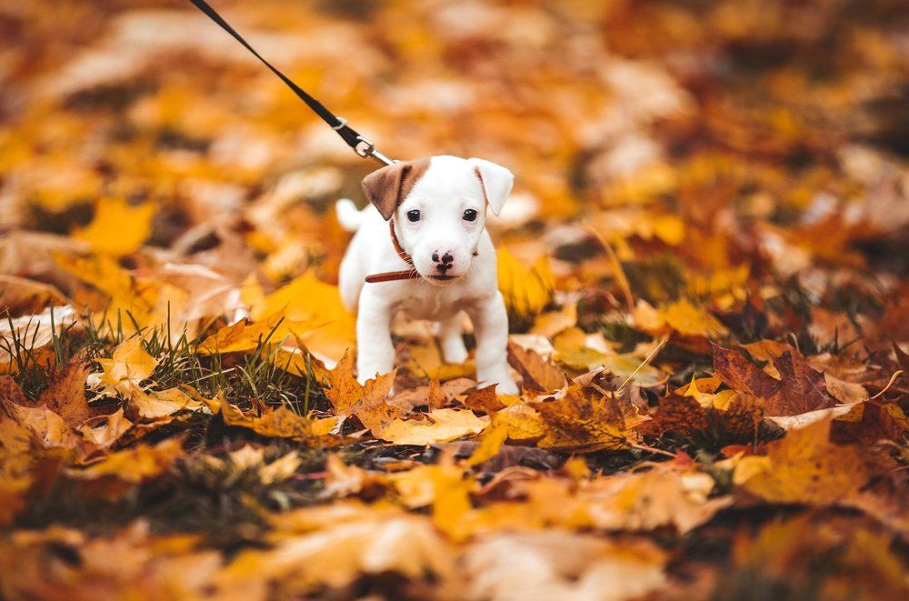 Photograph by Maverick