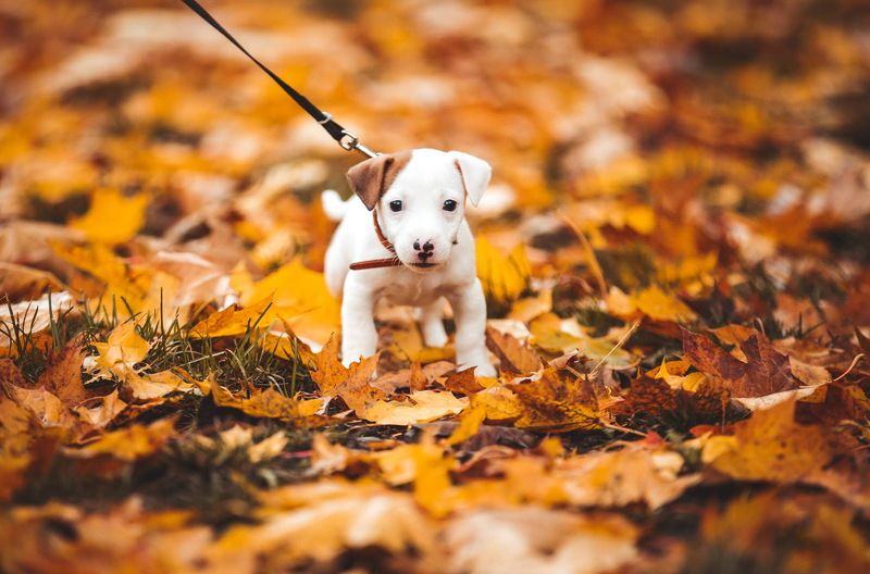 Maverick, Czech Republic