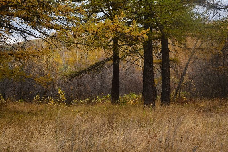 Елена Даниловская, Russia