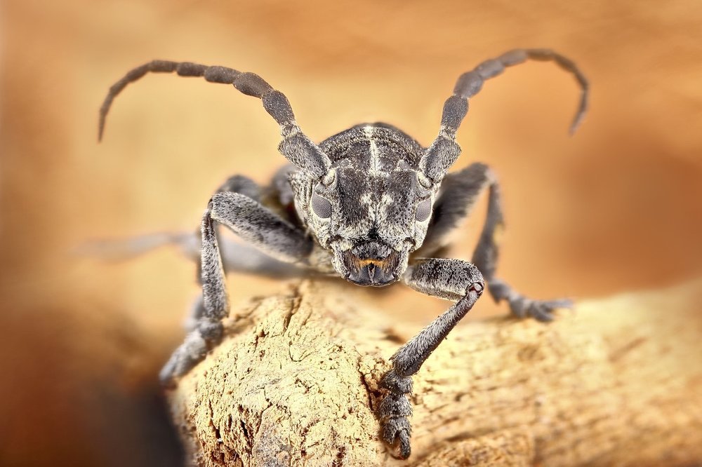 Жук-дровосек