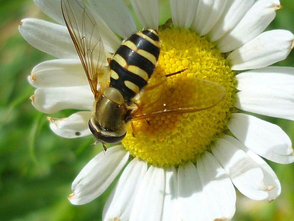 Photograph by сардана