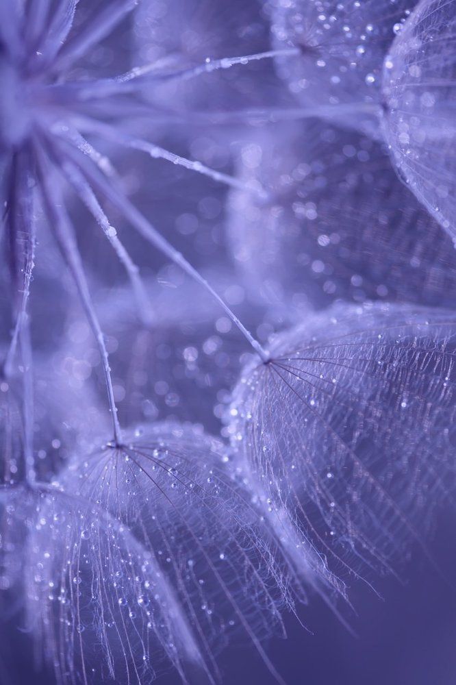 Мир пушинок