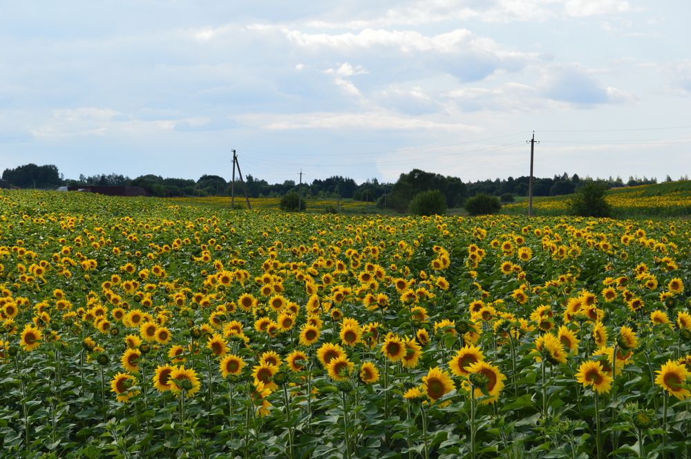 Photograph by Анна Богданова