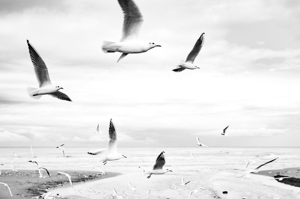 Photograph by seyed mostafa yousefi