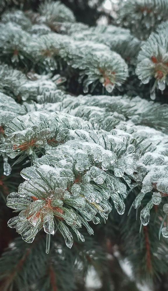 Фотография автора Анастасия Мамаева