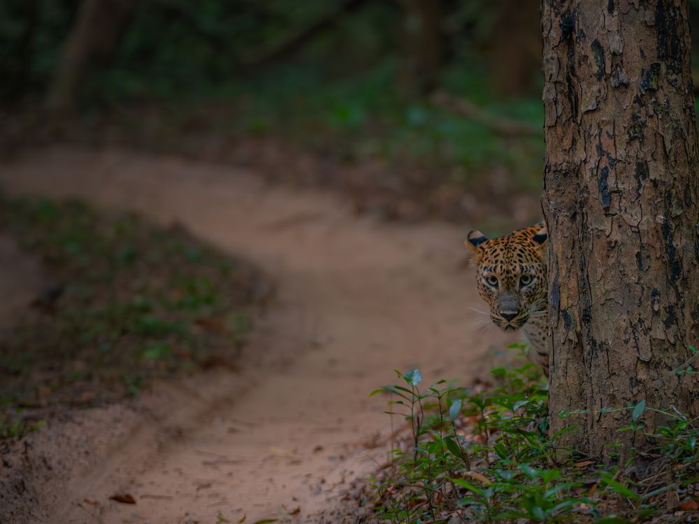 Photograph by K.A Isuru Lakmal
