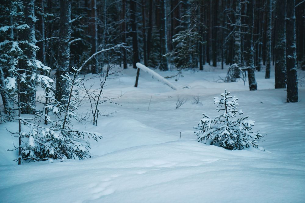 Photograph by Елена Буканина