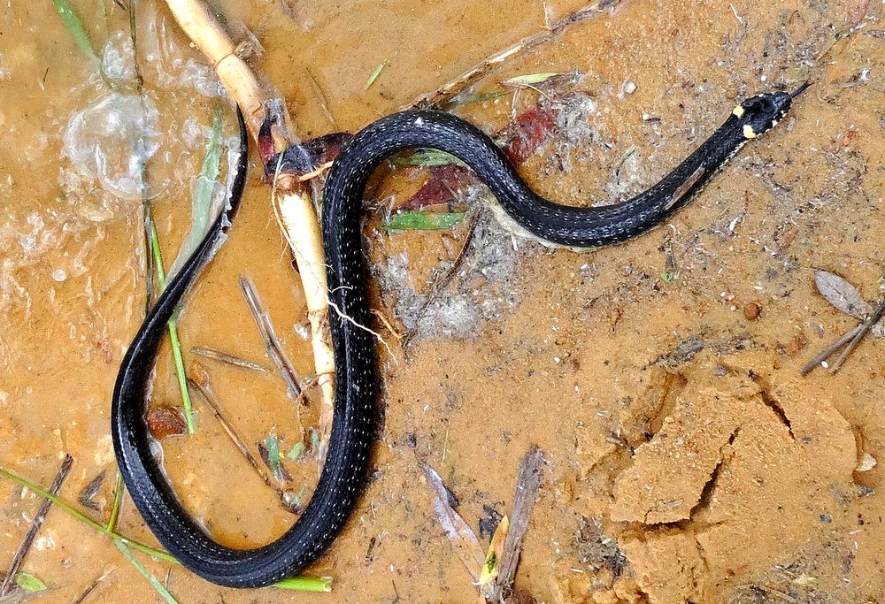 Уж на берегу водоёма