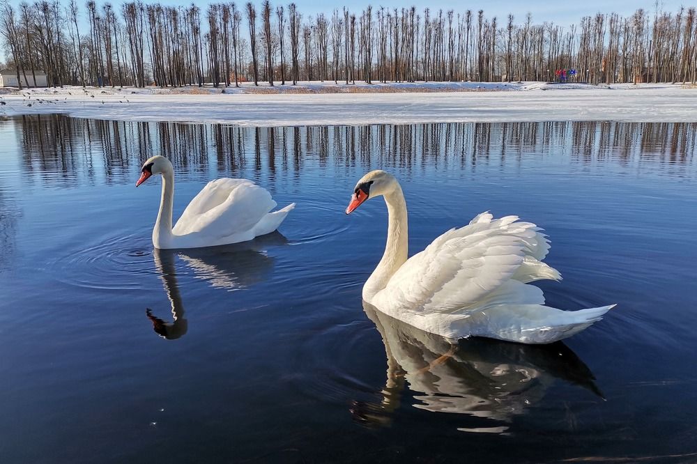 Лебединая семья