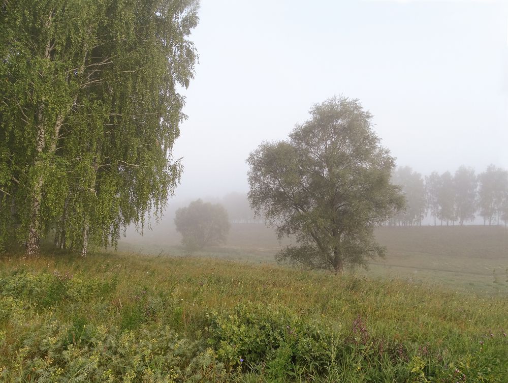 Летнее утро