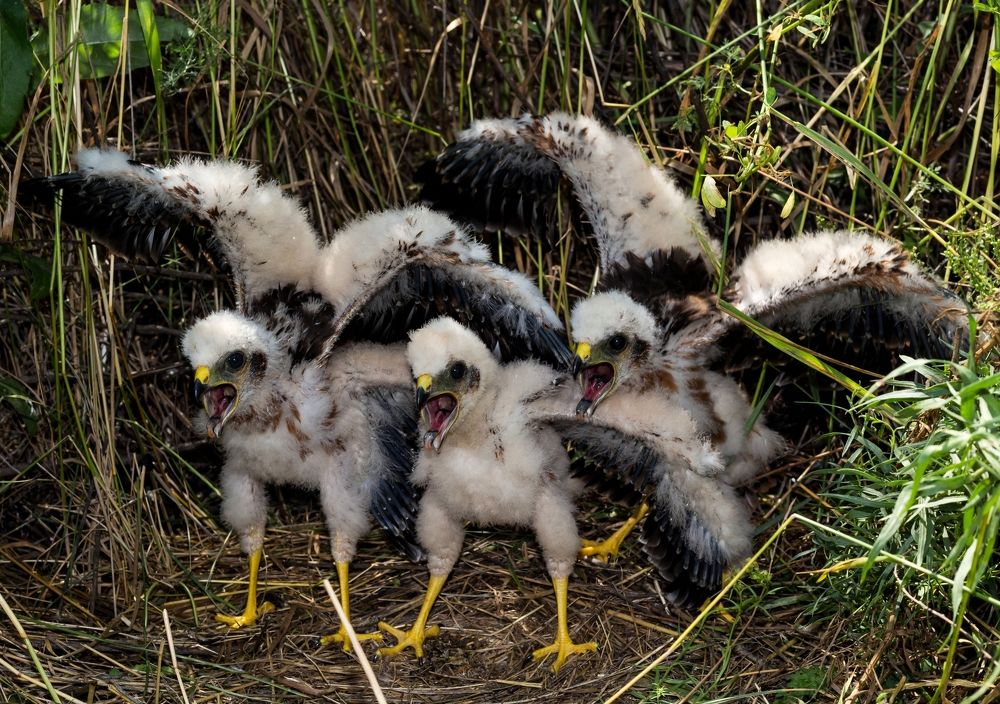 Змей Горыныч