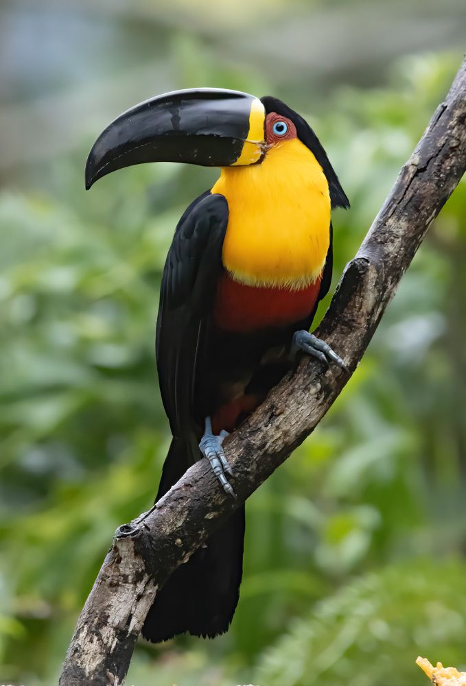 Tucano de bico preto
