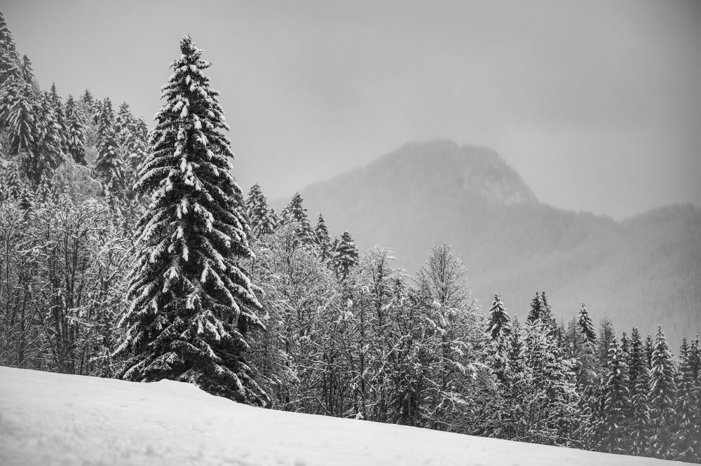 Фотография автора Liviu Ciprian Hiticas