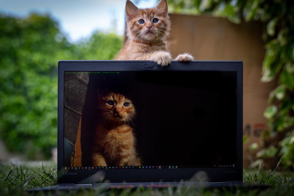 Photograph by Mustafa Şahin