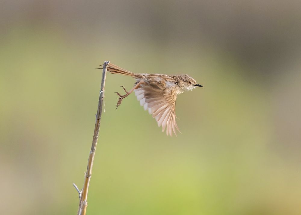 Photograph by Ayman Muhammad Ayman Muhammad Elshahat  Ahmad