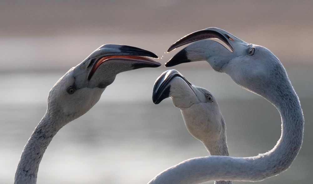 Photograph by Hiba Rihan