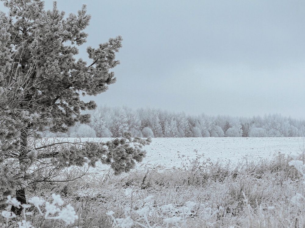 Морозное кружево