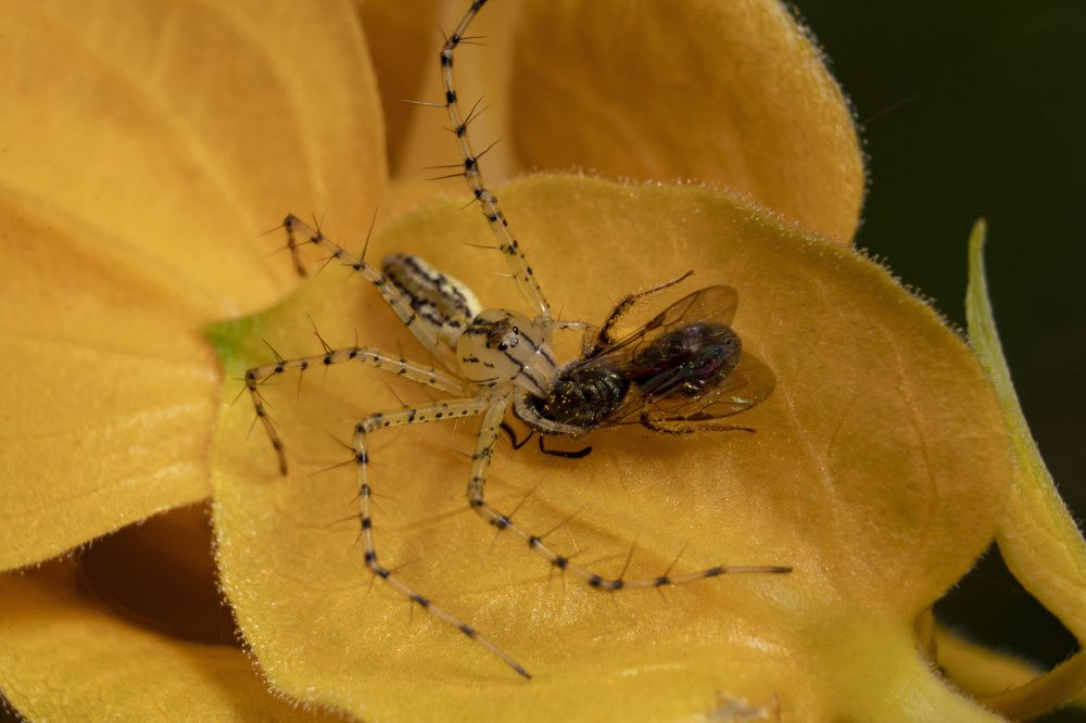 Araña lince de la familia Oxyopidae