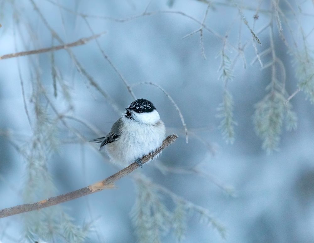 Photograph by Елена Хорохорина