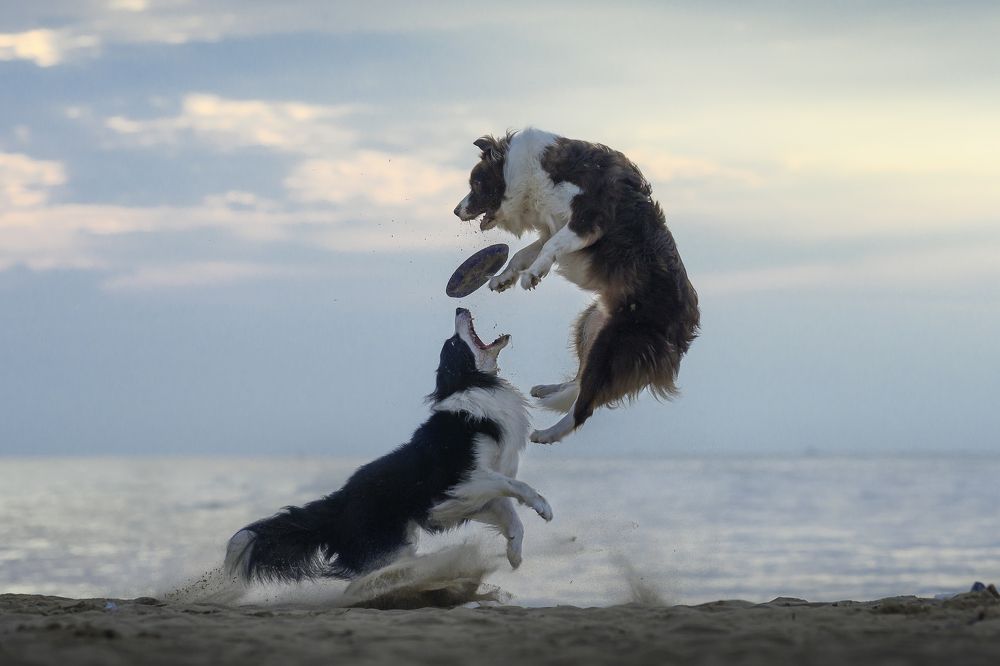 Photograph by 宠物摄影师狗哥