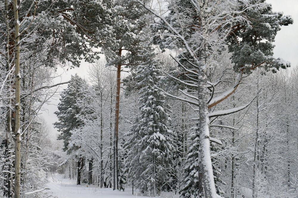 Photograph by Галина Кан