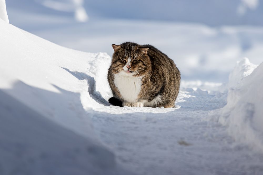 Фотография автора Наволокин Михаил
