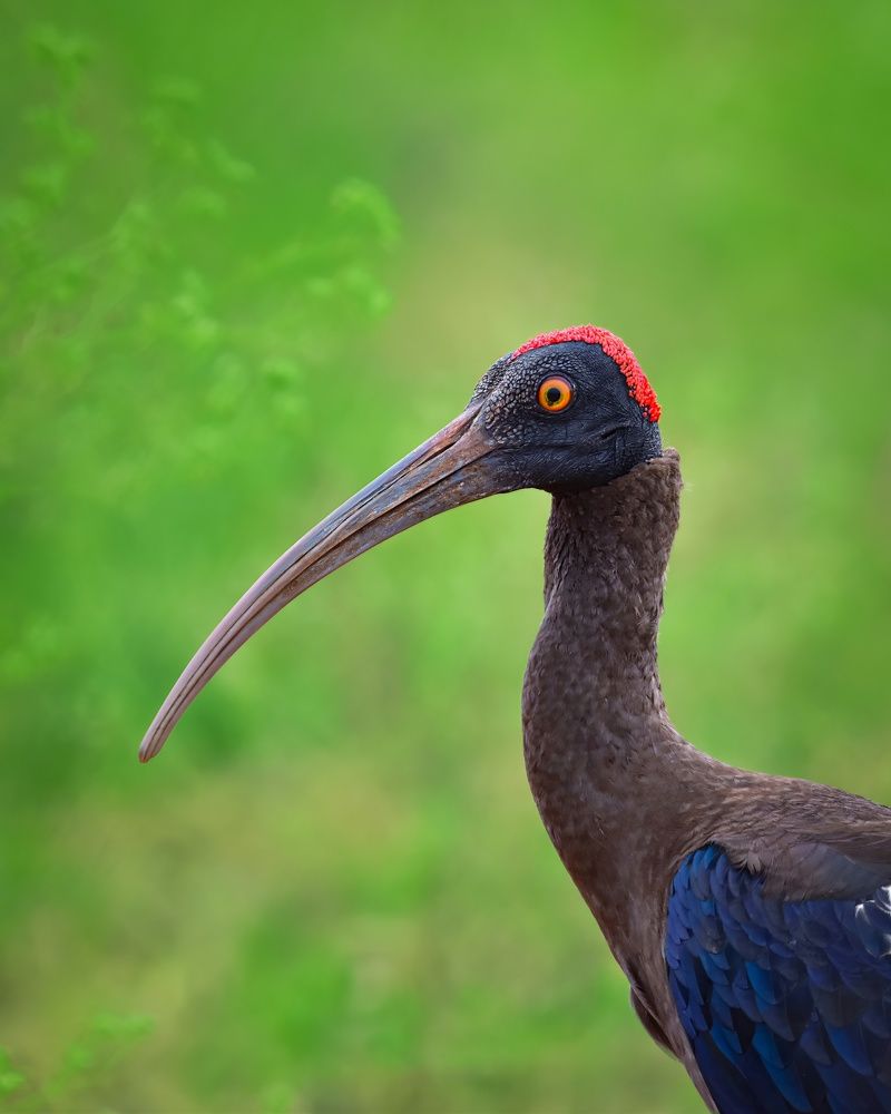 Фотография автора Abhishek Abhilash