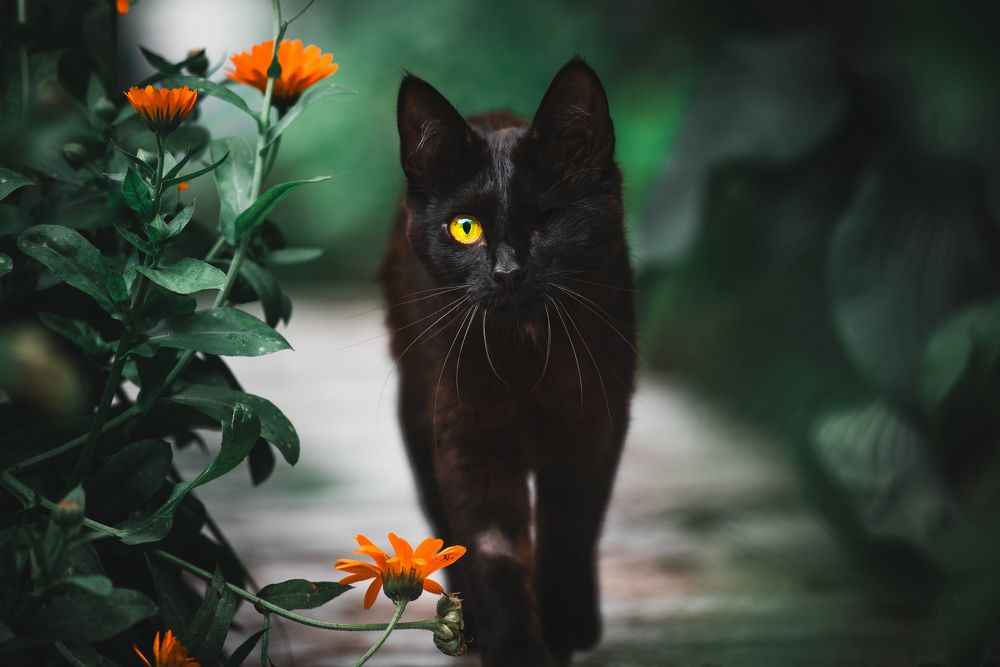 Одноглазая чернушка