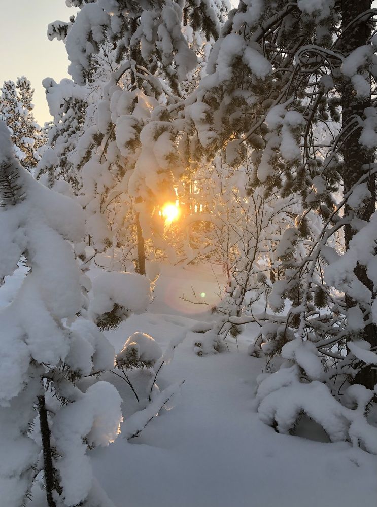 Мороз и солнце